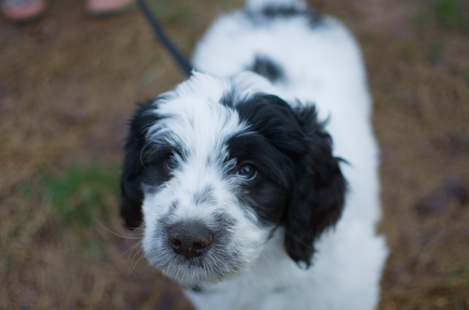 Beau- white and black male Great Bernedoodle puppy from Southwest Virginia