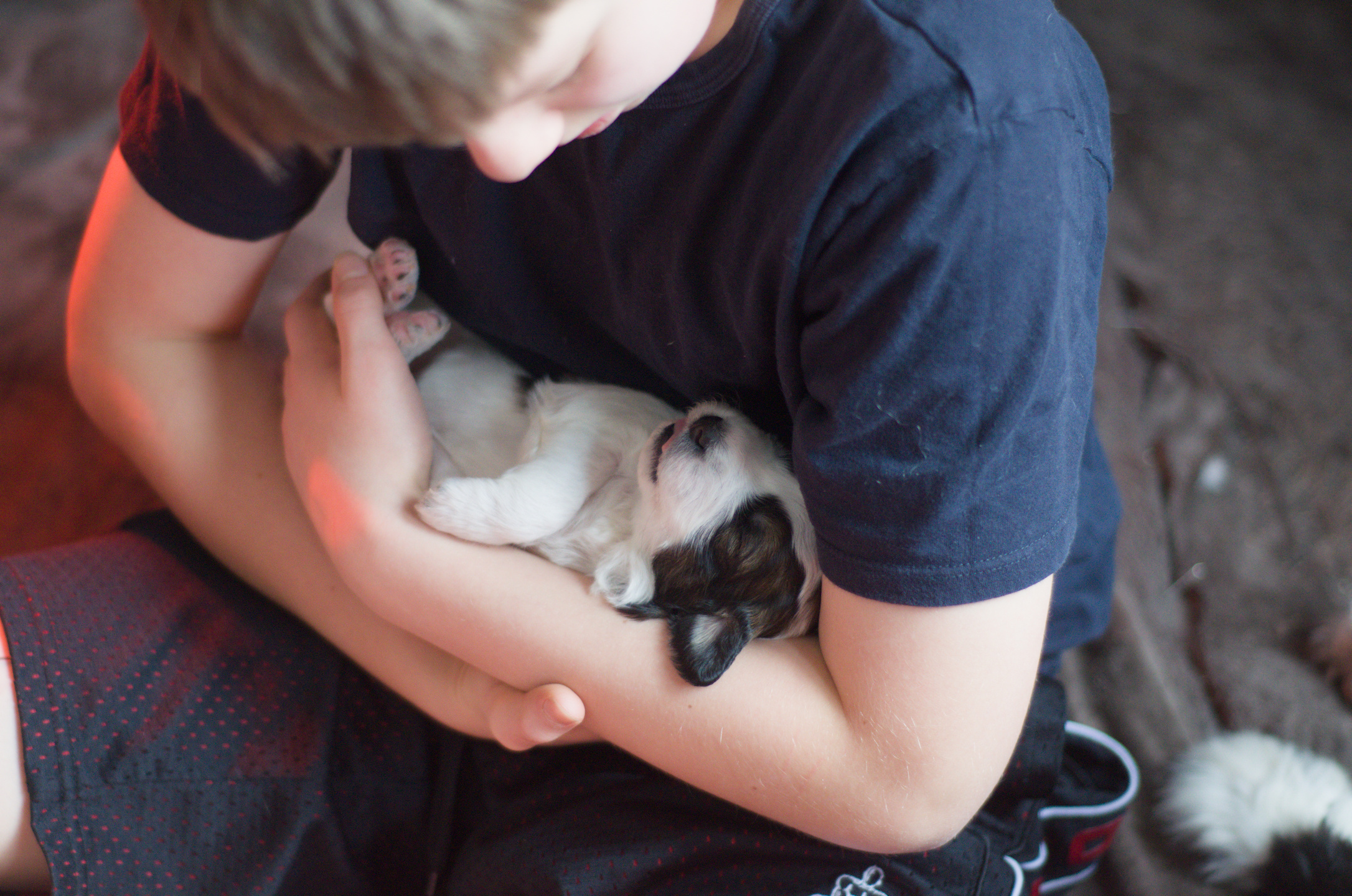 Great Bernedoodle baby puppy
