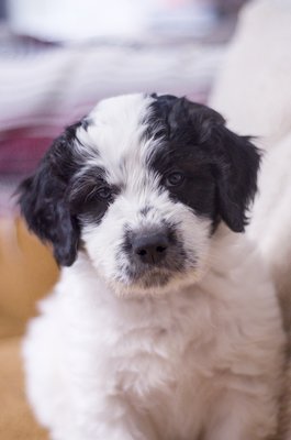 Beau- white and black male Great Bernedoodle puppy from Southwest Virginia