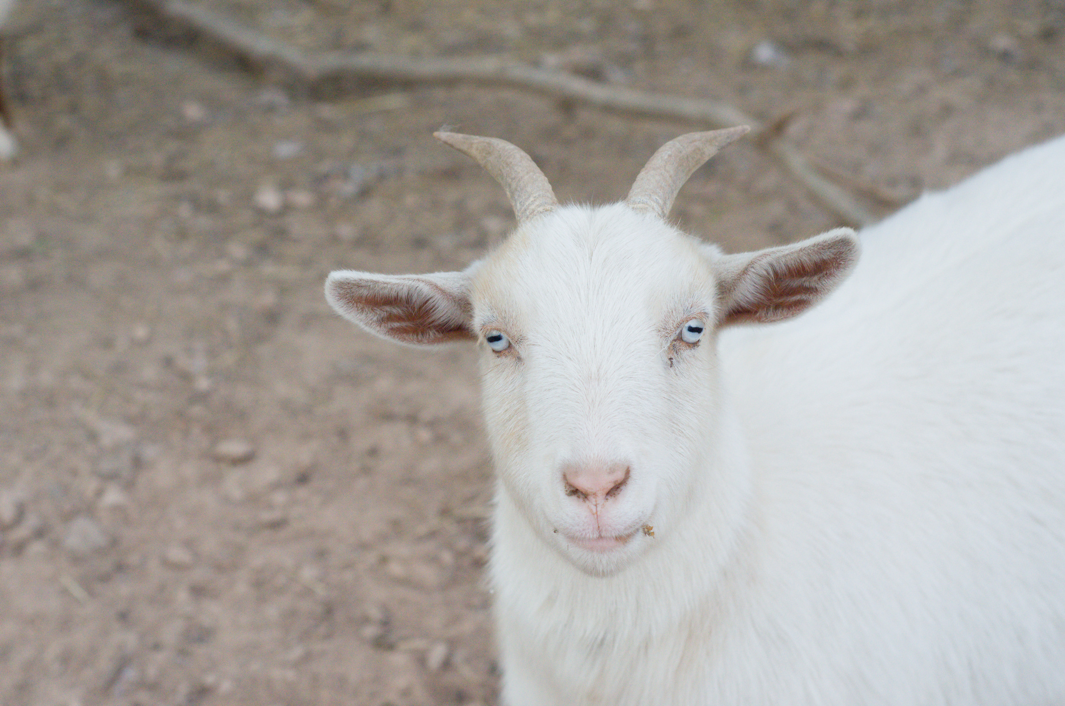 Comet the goat in SWVA