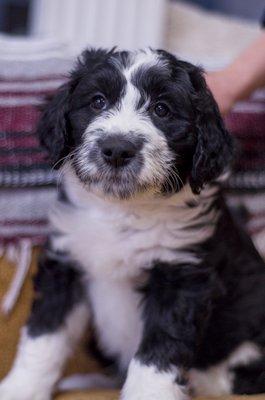 Minnie - white and black female Great Bernedoodle puppy from Southwest Virginia