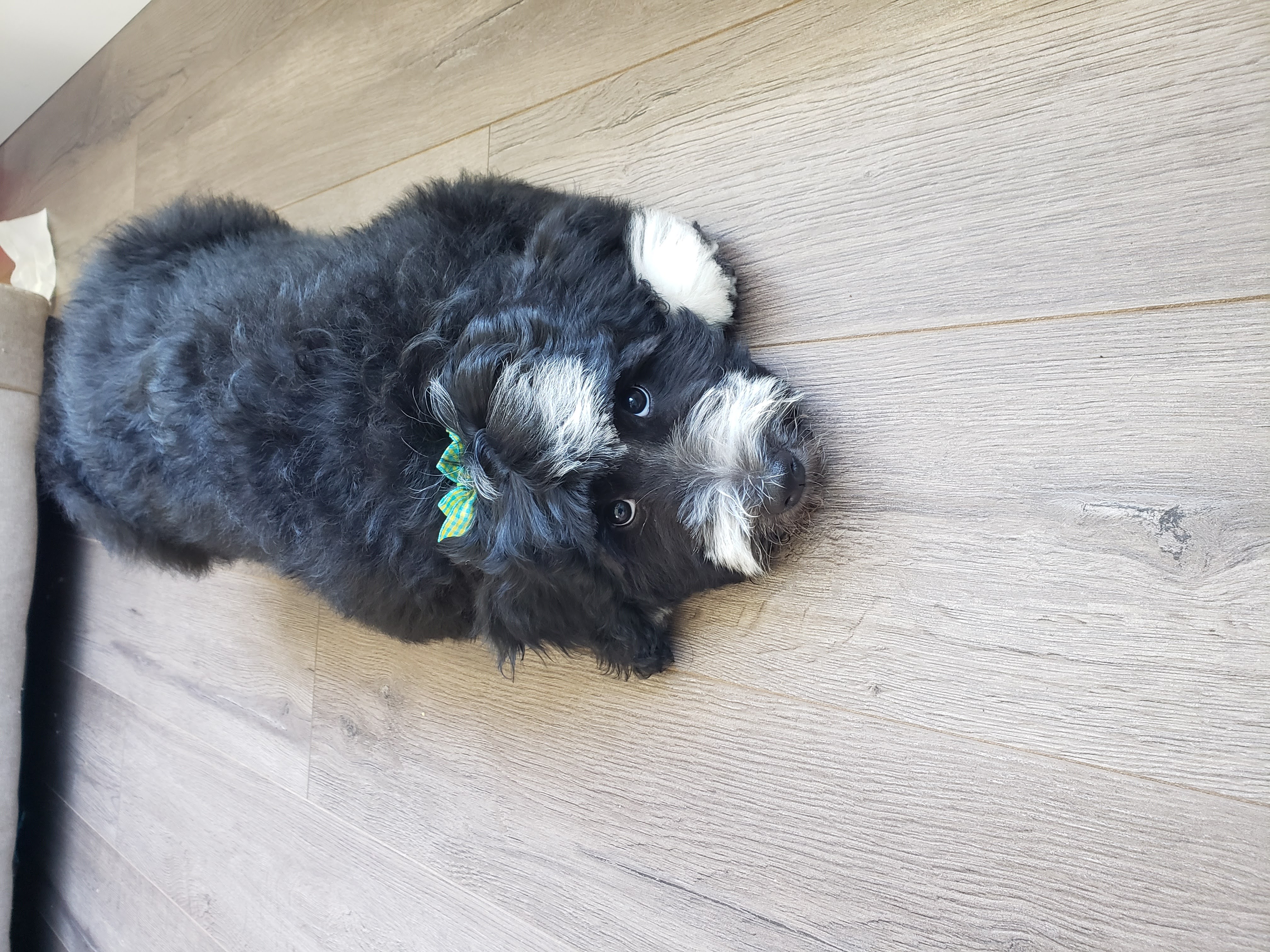 Panda the Bernedoodle mom after her first grooming appointment