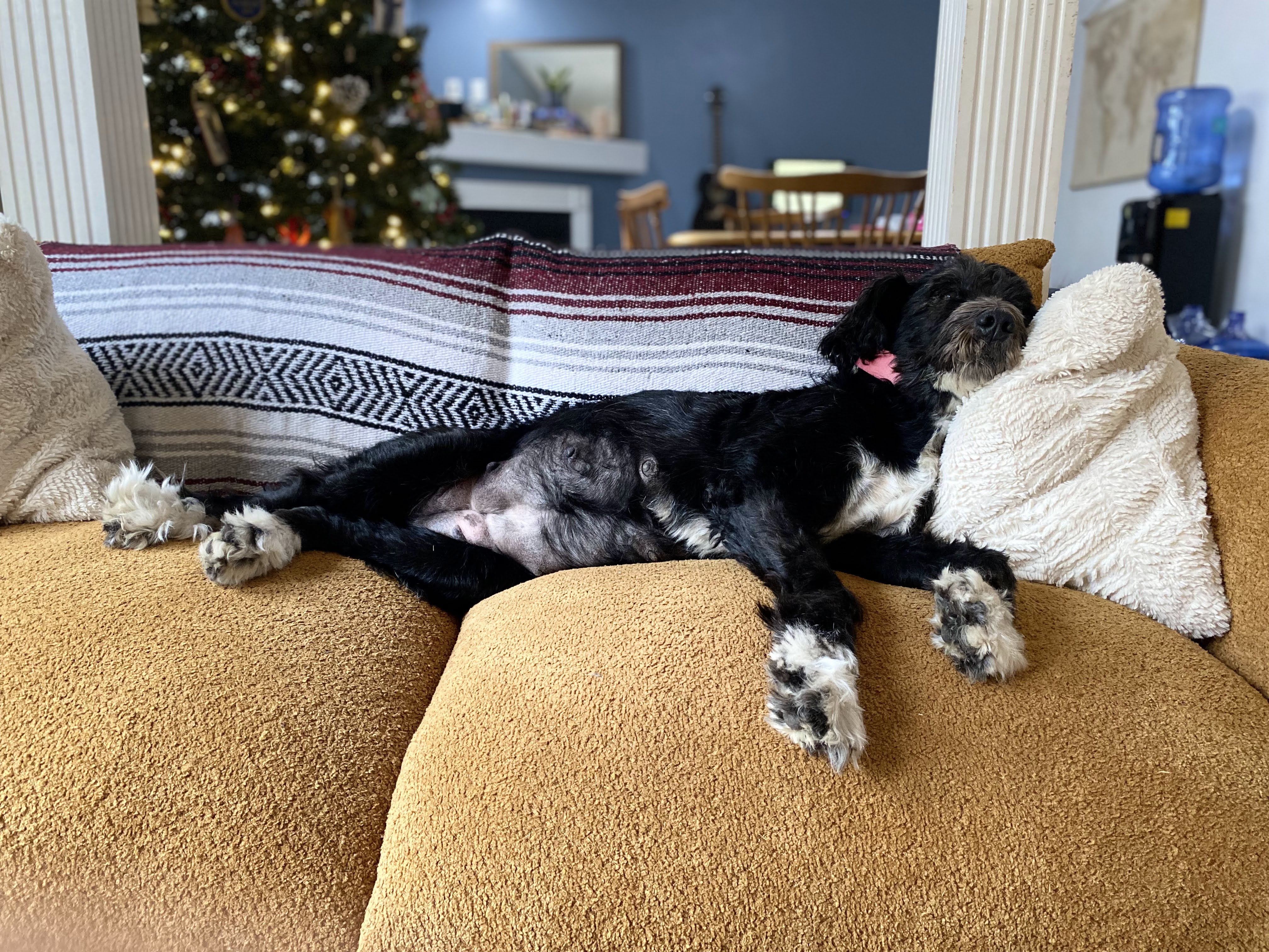 Panda the Great Bernedoodle pregnant dog in SWVA
